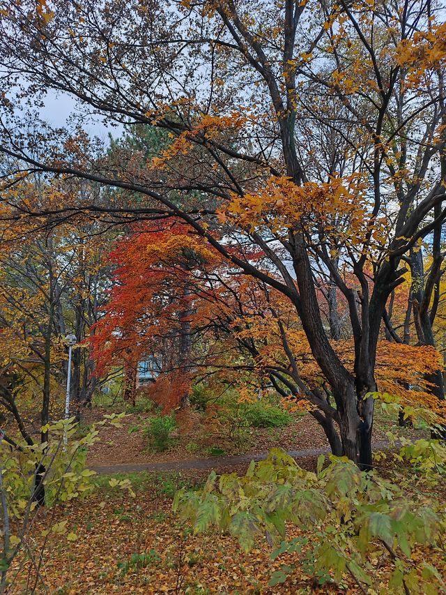 札幌北海道大學楓紅景色。