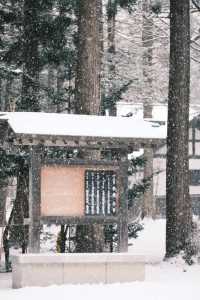 北海道神宮⛩️迎來一場純淨美麗的雪