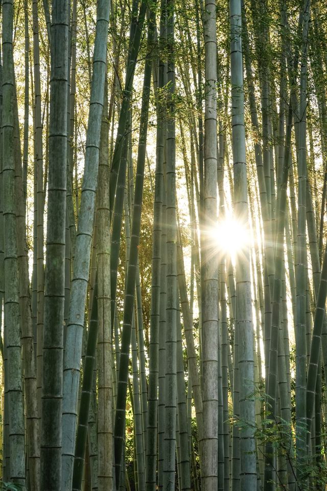 地藏院｜竹林幽徑，禪意盎然——一休和尚的出生地點