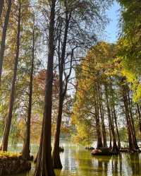 洪湖公園，落羽杉紅透半邊天