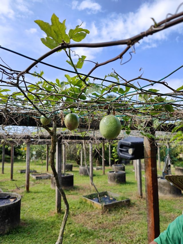 Tropical Fruit Farm ✨