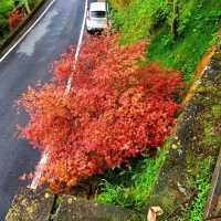 【嘉義】阿里山壯麗日出，神木群步道，親子遊8月好去處2024