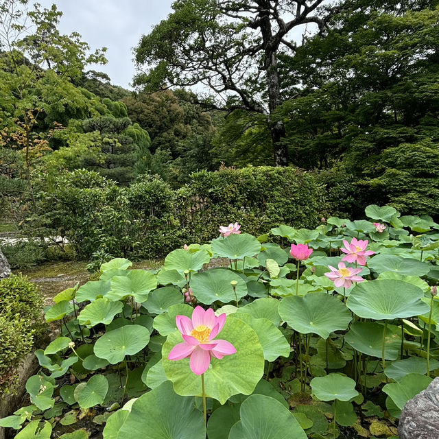 【苔寺】千年歷史，1-1.5小時遊覽