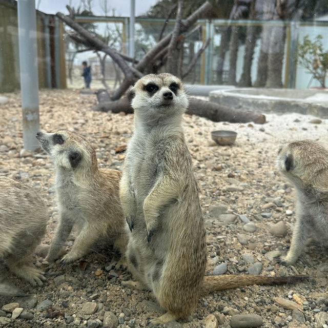 廢物媽媽農場，近距離接觸友善動物