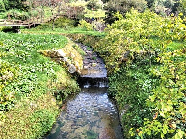 嘉義｜阿里山國家森林遊樂區