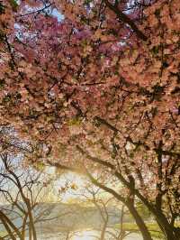 Evening Bliss at Suseongmot Lake: Blossoms, Swan Boats, and Sunset