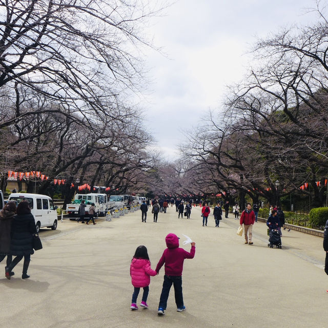 Embracing Tranquility at Ueno Park’s Scenic Avenues!