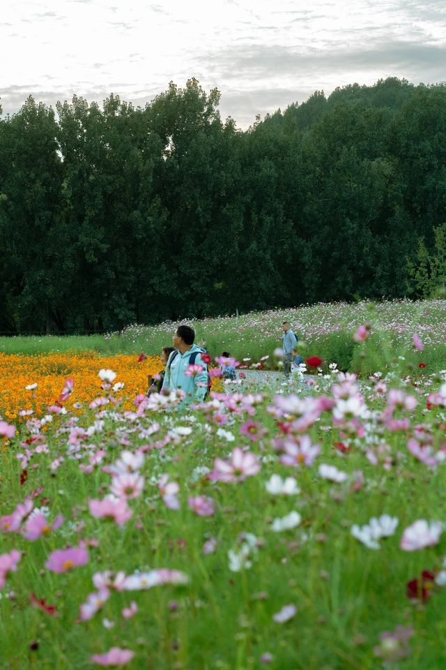 秒殺奧森今年最後的波斯菊花海，給我衝