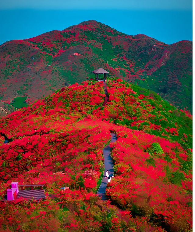 一春花事，以大圍山的星空花海日出結尾