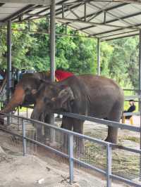 東莞｜香市動物園。