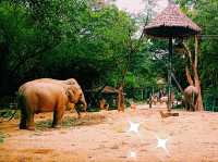 Guangzhou Zoo: Animal Contact and Recreation