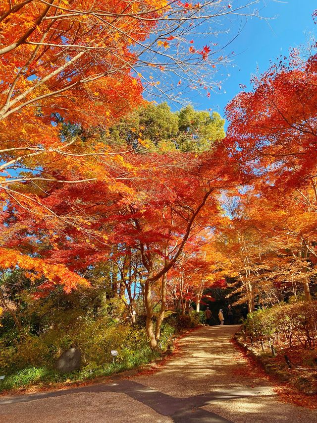 名古屋紅葉季