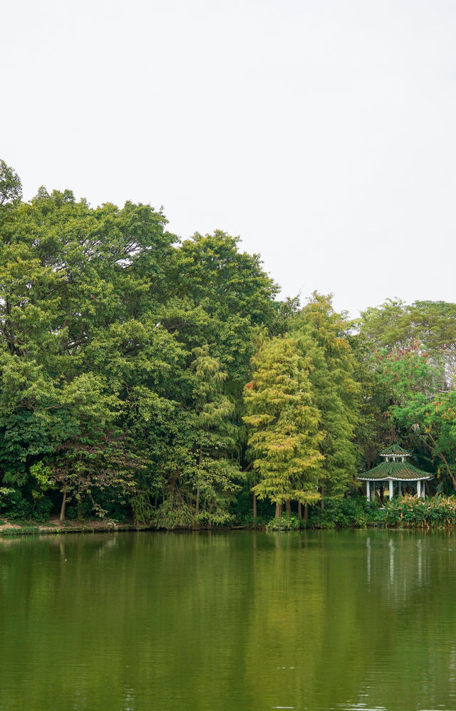 秋日的深圳公園依舊滿眼綠色，還有小貓出沒