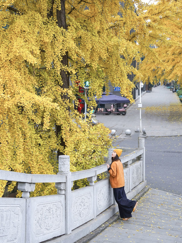 成都！！這條銀杏路線人少又好拍