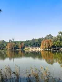 鹿湖公園：落羽杉已到最佳觀賞期