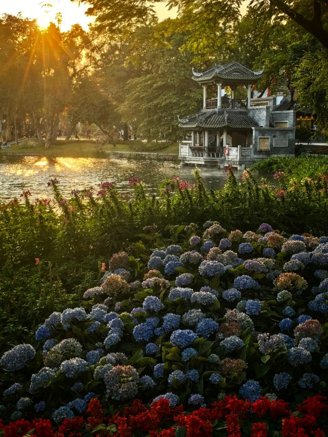 荔灣湖公園的繡球花開了