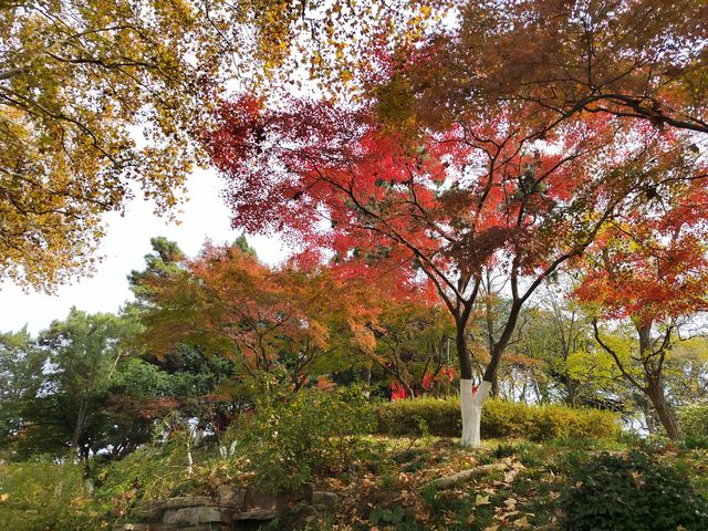 一園盡賞秋——玄武湖公園來南京市民公園感受生命力