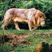 馬來西亞國家動物園：綠蔭樂園，無窮體驗和樂趣