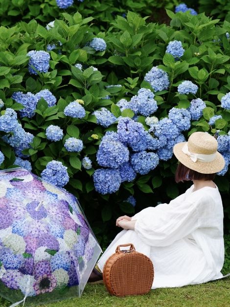 関西最大級の紫陽花☺️💠77000株の紫陽花の海💠☺️