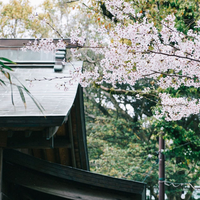 Exploring Karatsu's Morning Market: Yobuko Asaichi