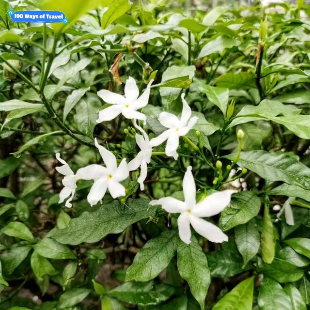 🇲🇾 Blooming Beauty: A Vibrant Floral Display at Taman Tasik Cyberjaya