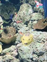 🇸🇬 SEA Aquarium