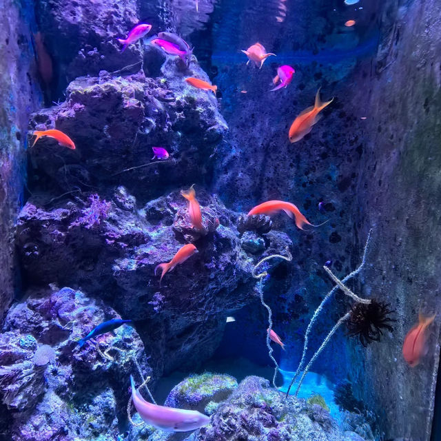 親子同遊的好去處～白濱水族館