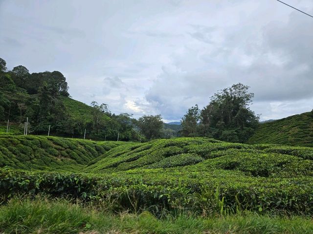 A lush green Tea Farms at Cameron Highlands, Sungai Palas by BOH