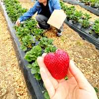 Strawberry Picking experience at Bereenberg 