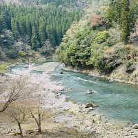 Blossoms on Rails: A Magical Ride on the Sagano Romantic Train!