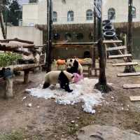 🔥來重慶動物園看熊貓寶寶了🐼🍼❤️