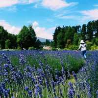 Soothing Bliss: Wanaka Lavender Farm, a Must-Visit Haven