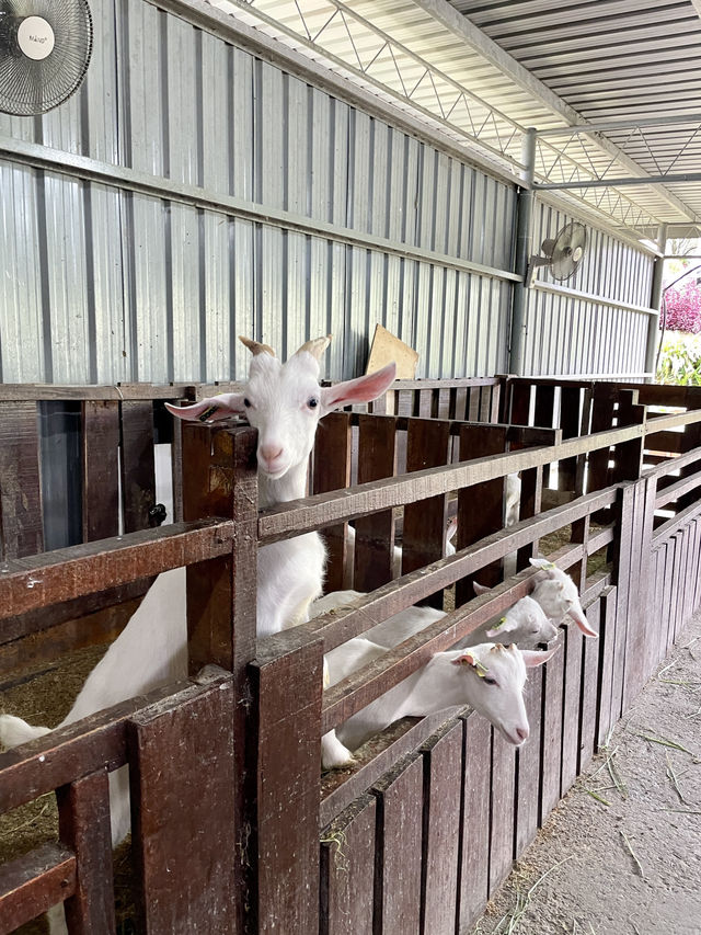 沙巴 | 到奶牛農場餵飼小動物 兼試超濃郁牛乳雪糕🐮