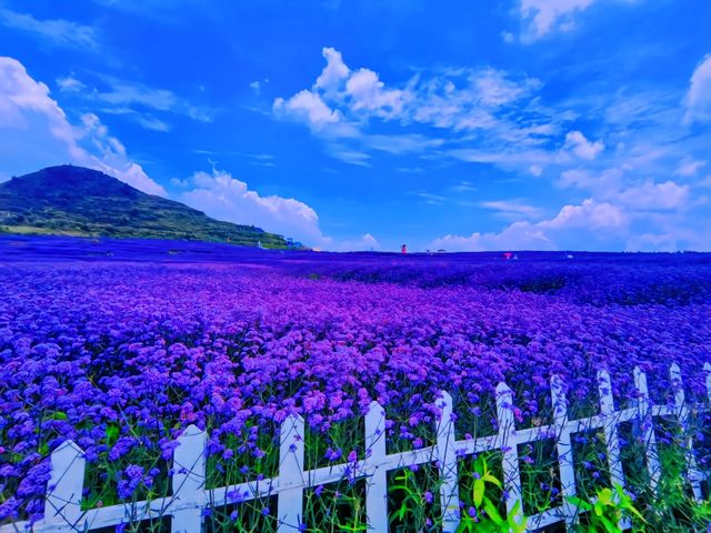 這裡不是普羅旺斯，但勝似普羅旺斯的薰衣草/陽宗海·雲端花海