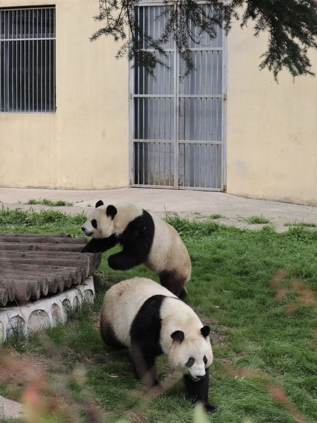 陝西丨西安秦嶺野生動物園看攻略