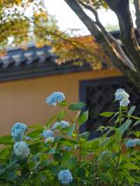 媲美京都清水寺｜杭州初夏的第一抹驚艷來自永福寺的繁花