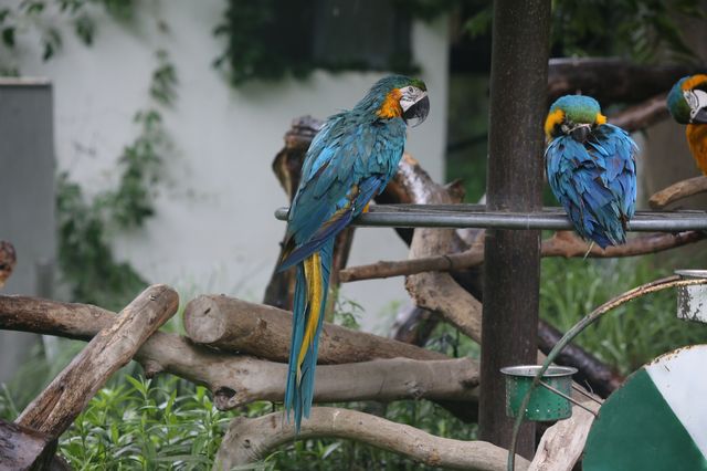 看看動物可愛樣，找找童年的記憶~~上海動物園。