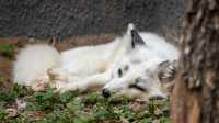 【城市綠洲】北京動物園，家庭親子遊的樂園