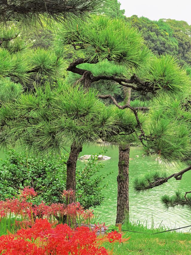 東京小眾秘境丨清澄庭園遊覽攻略