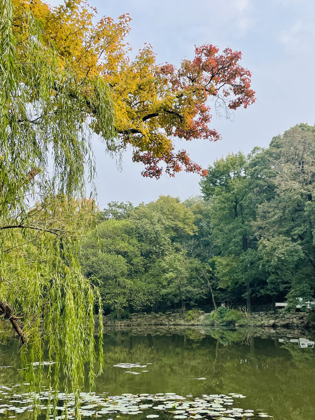 南京第4站 鐘山風景區4 靈谷景區