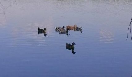 充盈生命活力之金銀湖濕地公園