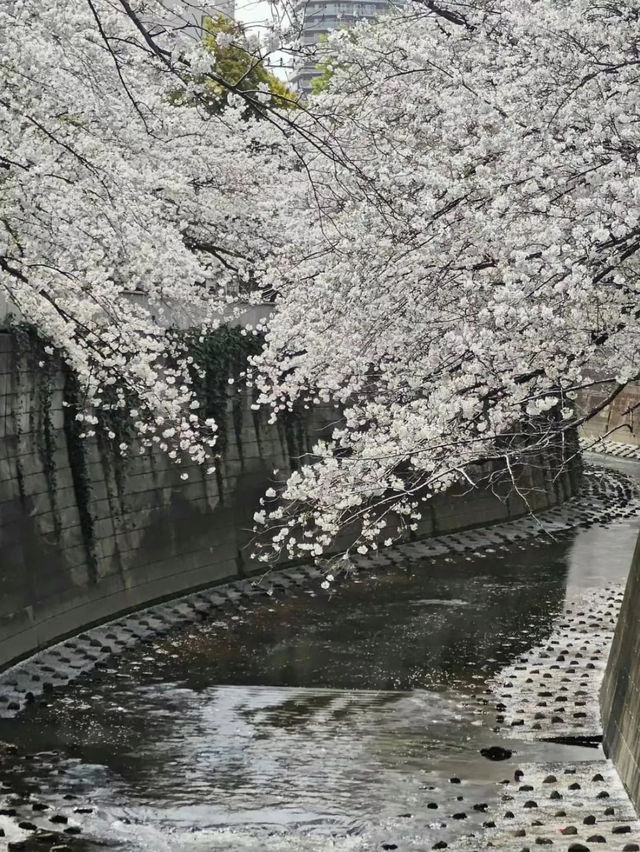 春風之中，櫻花浪漫