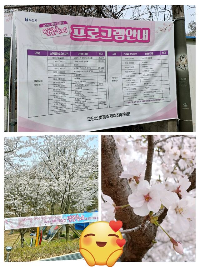 Where to see cherry blossom 🌸 outside of Seoul