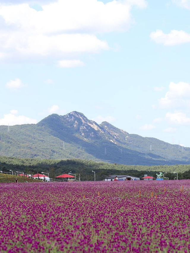 Yangju Nari