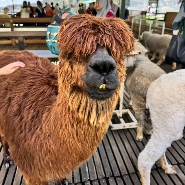 Exploring the Sheep Sanctuary: A Perfect Family Outing in Cameron Highlands