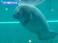 沖繩親子旅行好去處：亞州最大的美麗海水族館