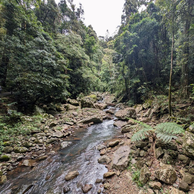 Marvel at the Natural Bridge in Springbrook National Park