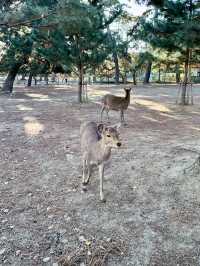 【奈良公園　おさんぽ記録】