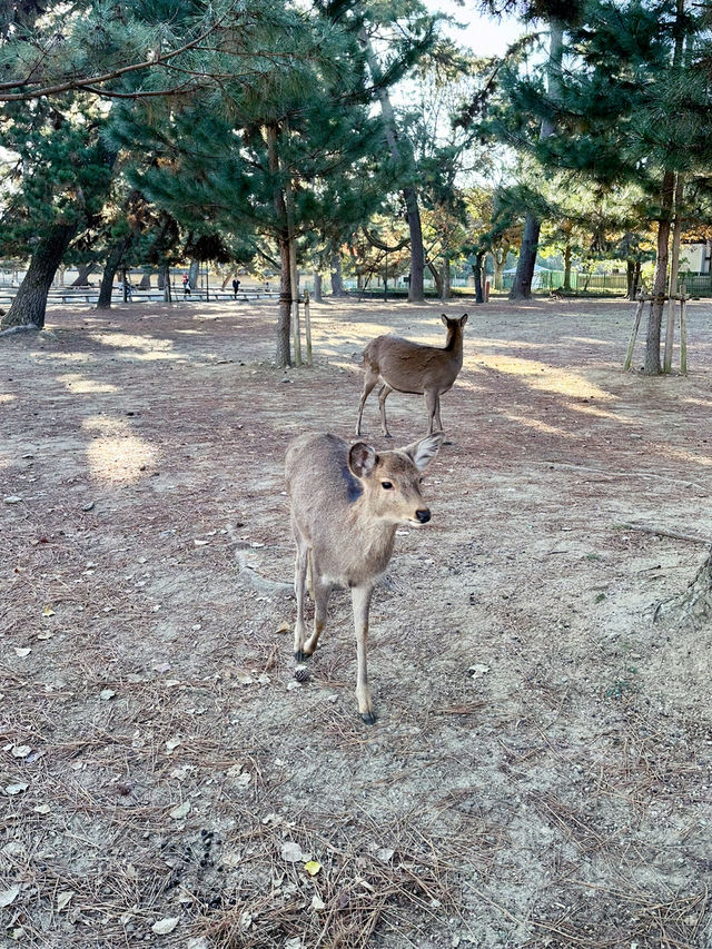 【奈良公園　おさんぽ記録】