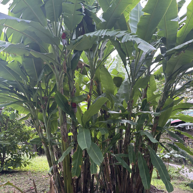 綠意盎然的城市秘境：臺北植物園遊記